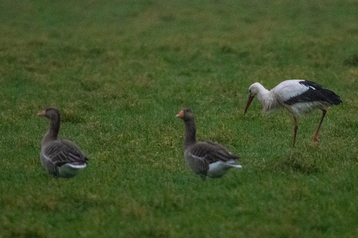White Stork - ML628026282