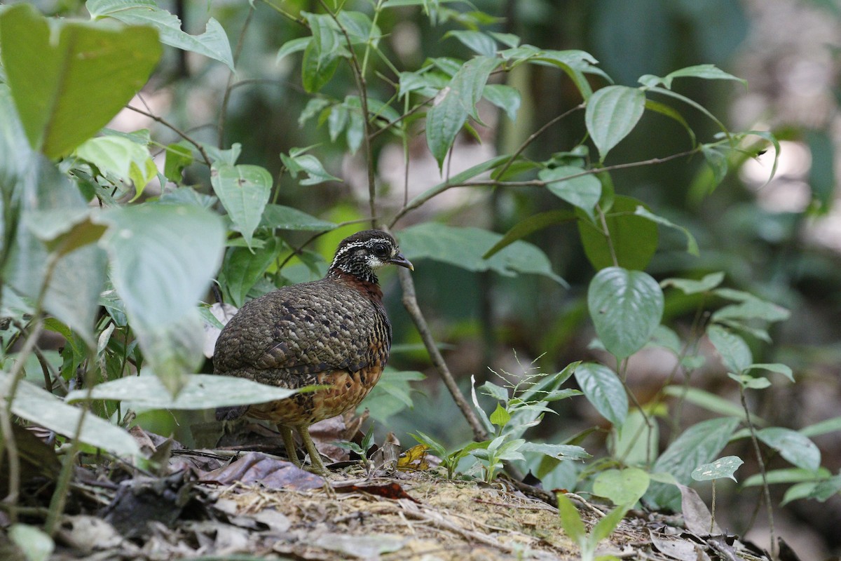 Sabah Partridge - ML628026291