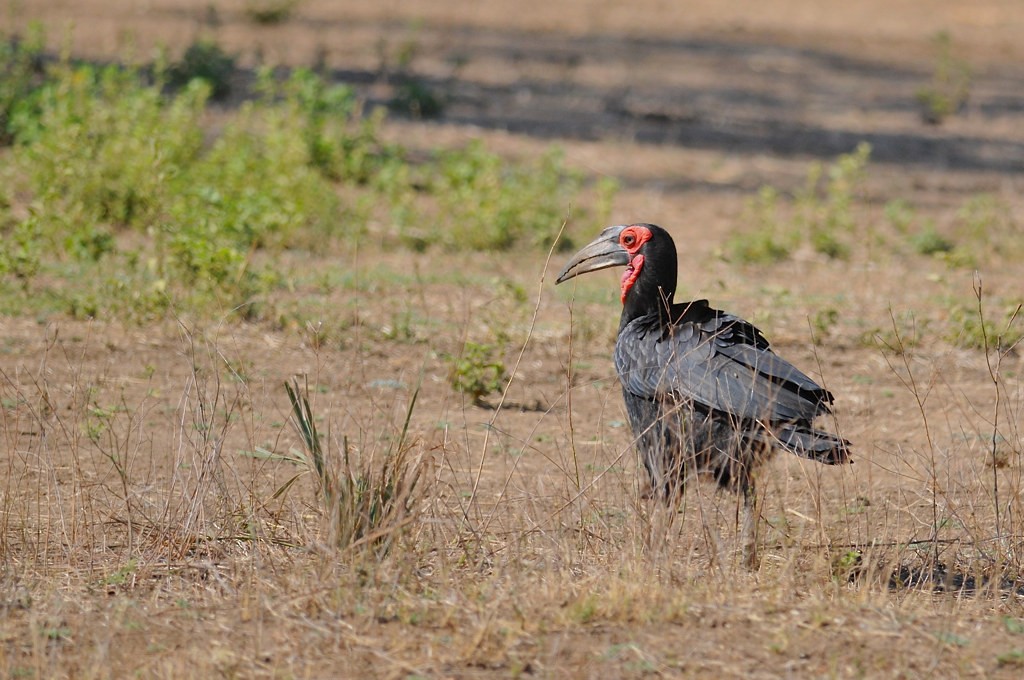 Southern Ground-Hornbill - ML628026300