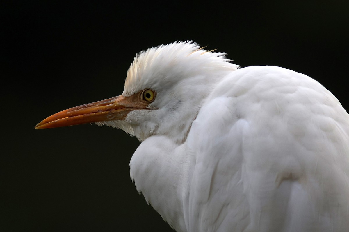 Eastern Cattle-Egret - ML628026304