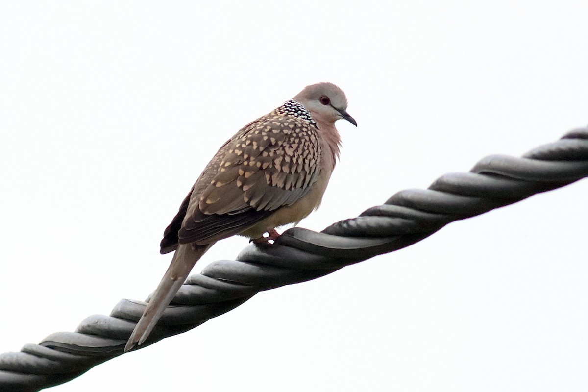 Spotted Dove - ML628026311