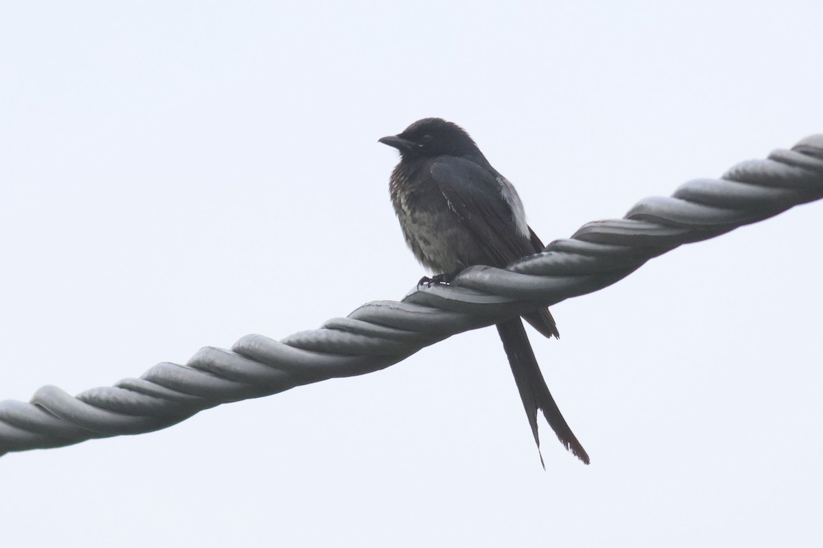 Black Drongo - ML628026317