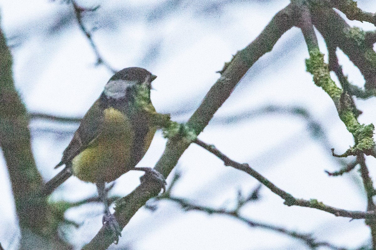 Их хөх бух - ML628026340