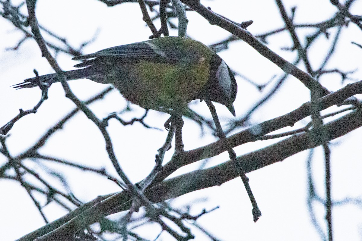 Их хөх бух - ML628026341