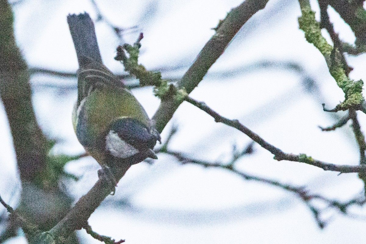 Их хөх бух - ML628026342