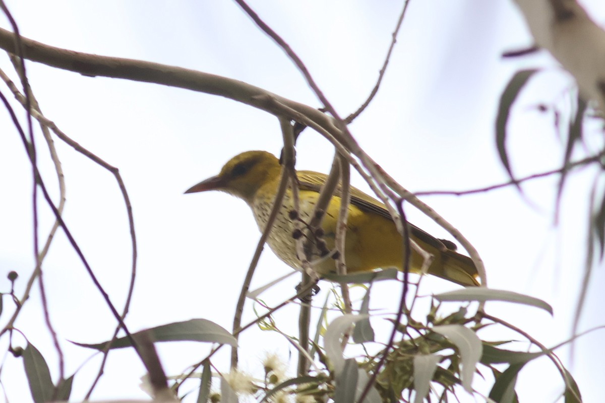 Indian Golden Oriole - ML628026347