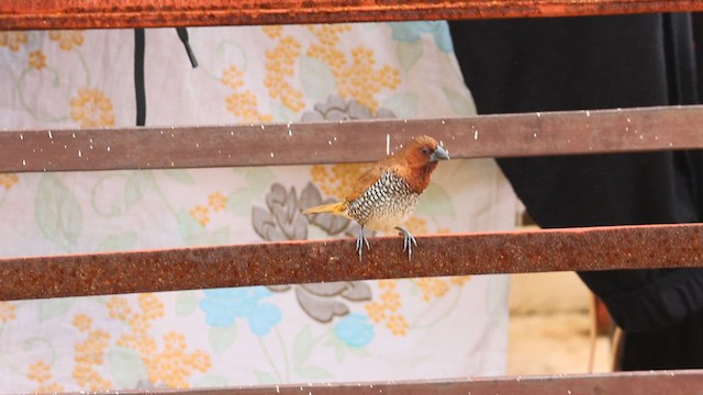 Scaly-breasted Munia - ML628026390