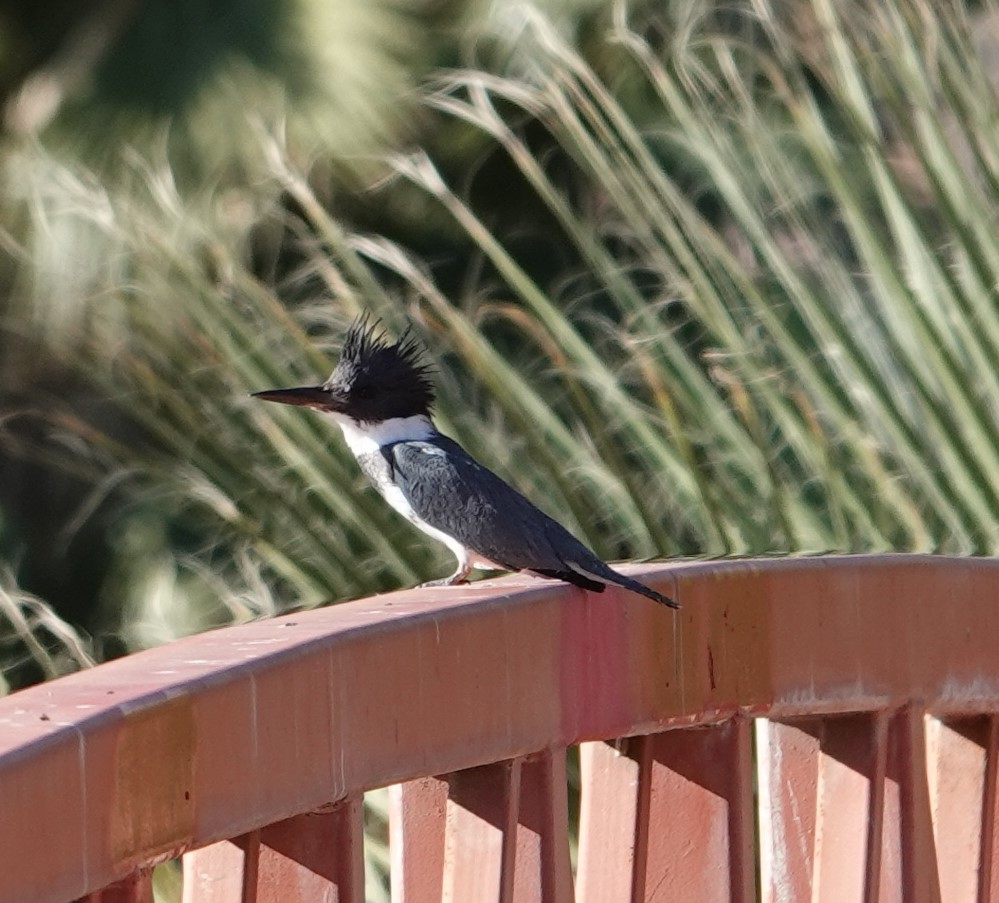 Belted Kingfisher - ML628026490