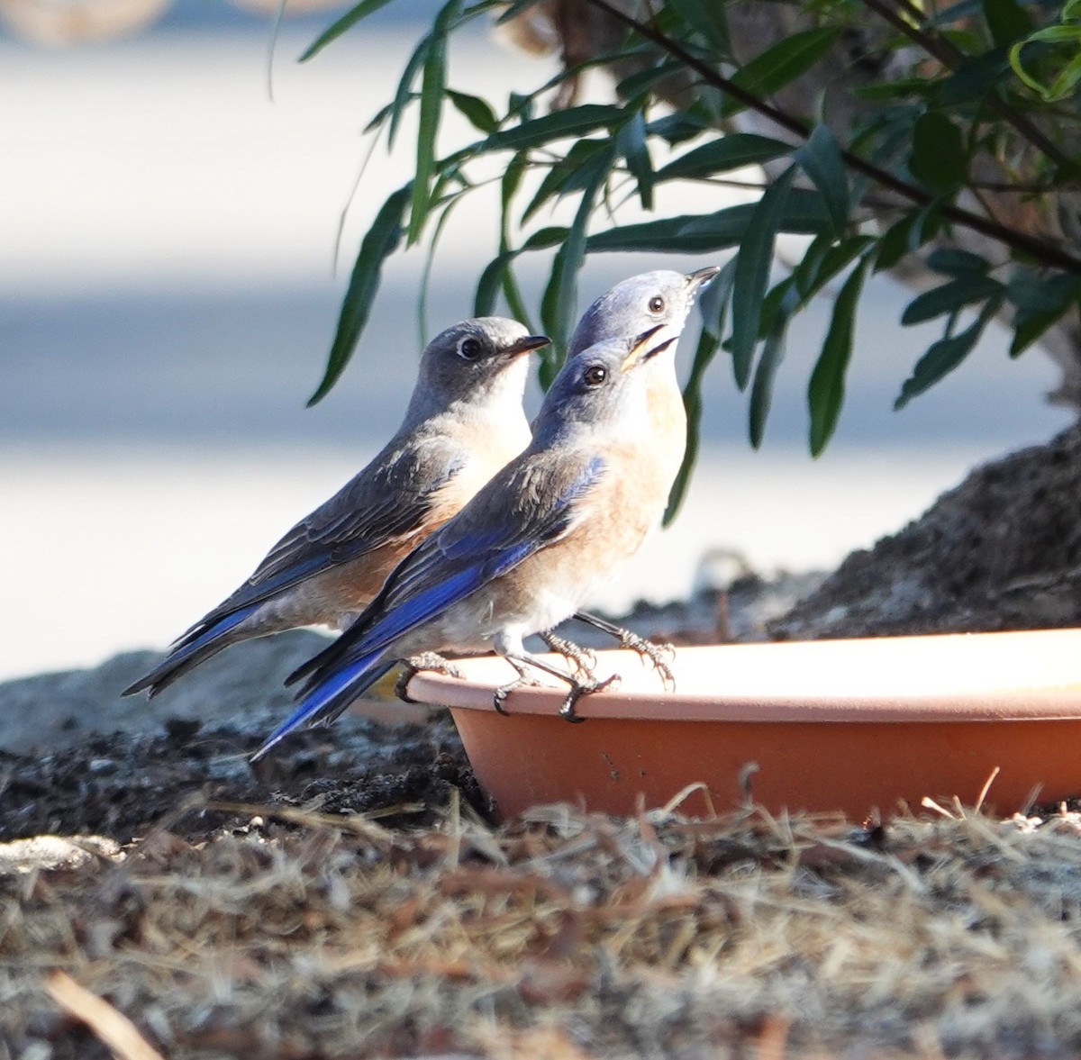 Western Bluebird - ML628026498