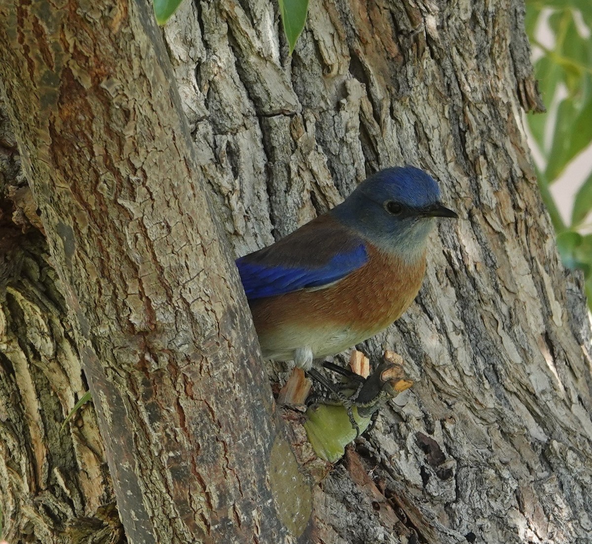 Western Bluebird - ML628026499