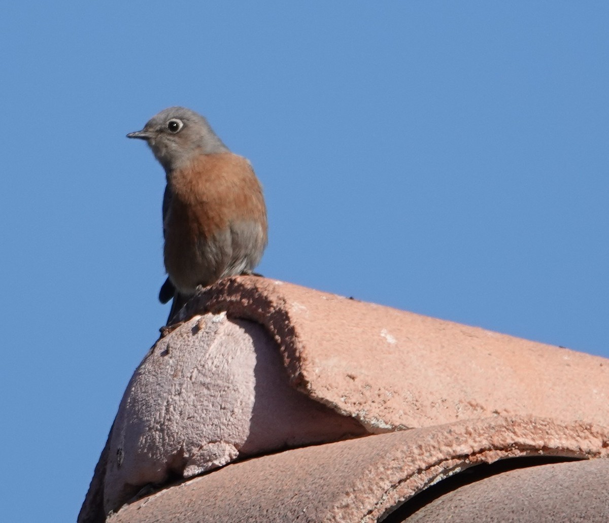 Western Bluebird - ML628026501