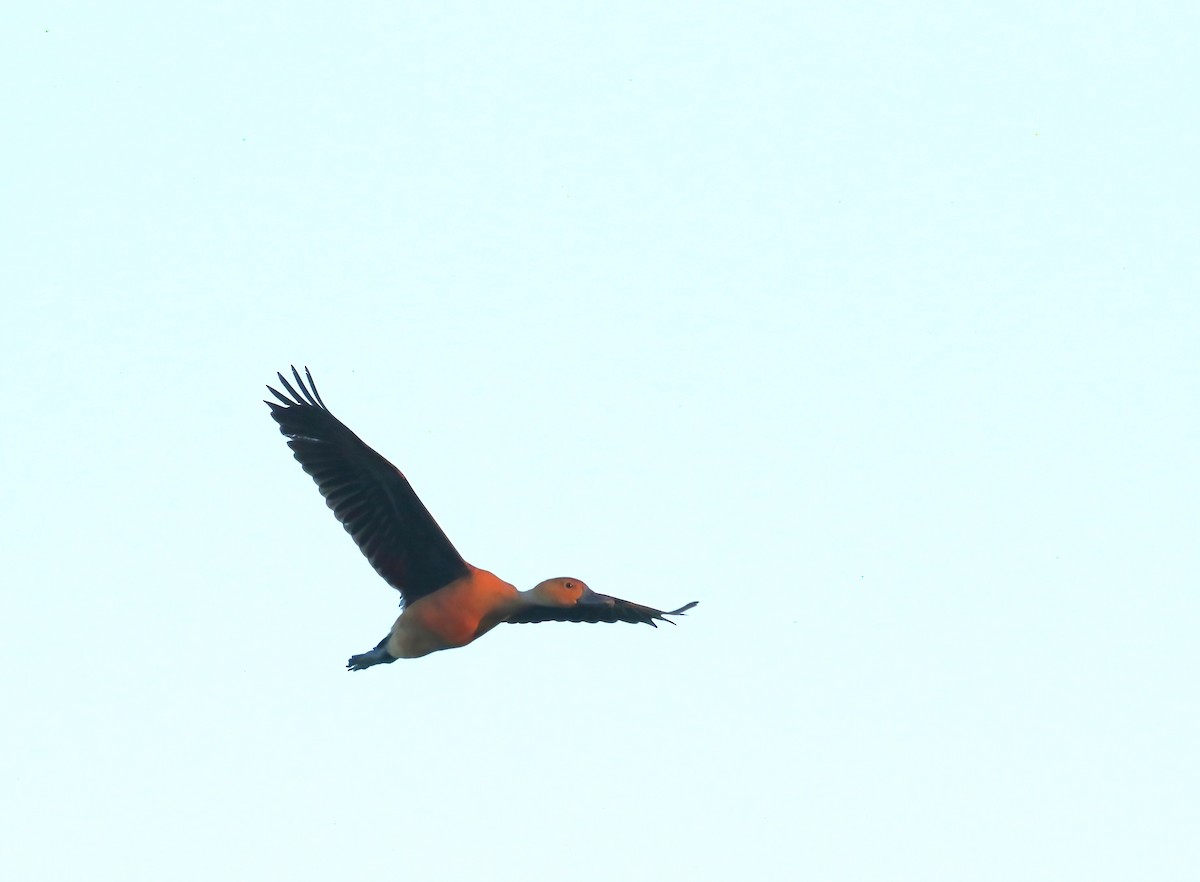 Fulvous Whistling-Duck - ML628026523