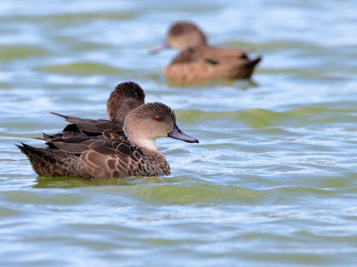 Chestnut Teal - ML628026571