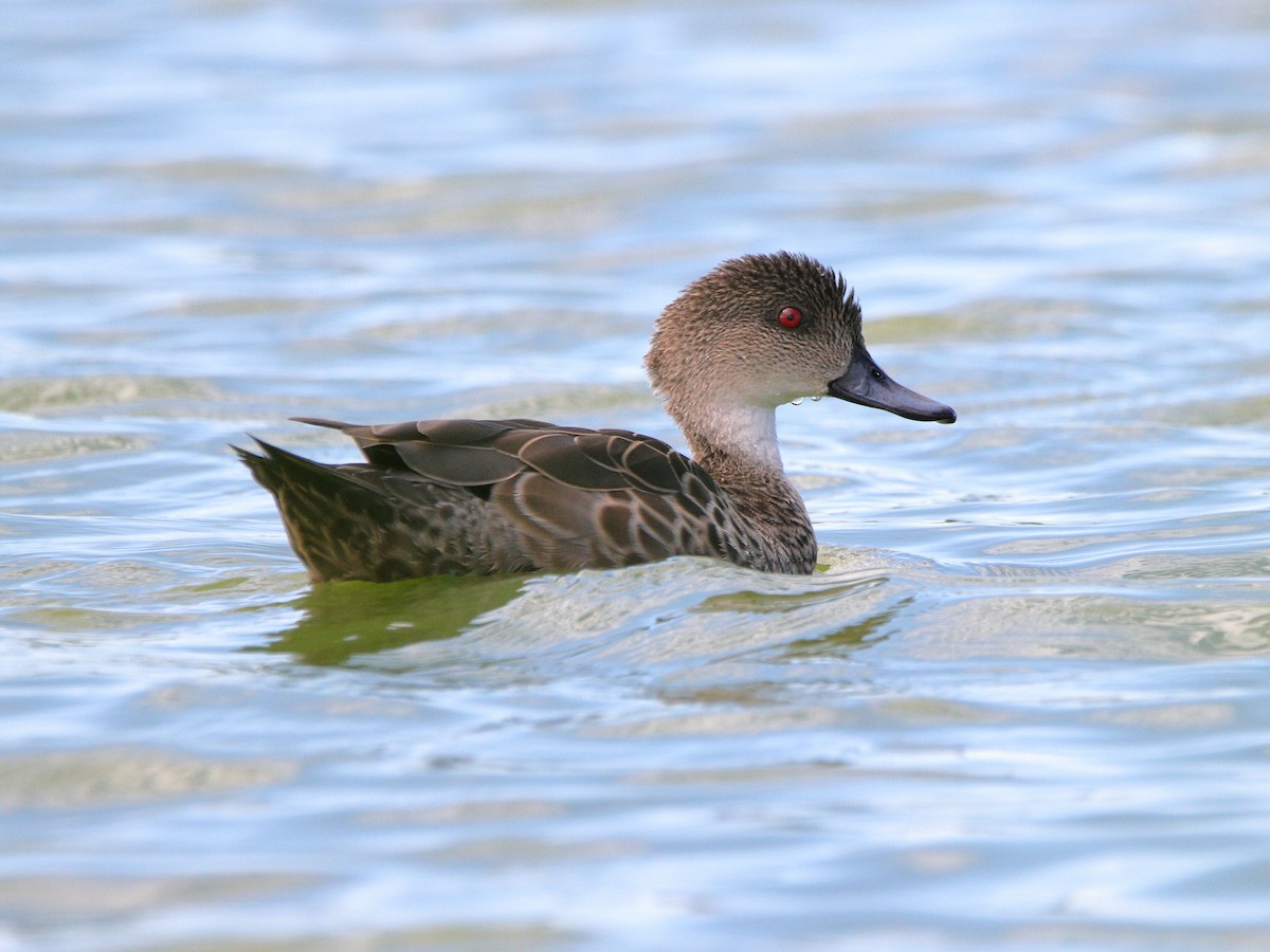 Chestnut Teal - ML628026572