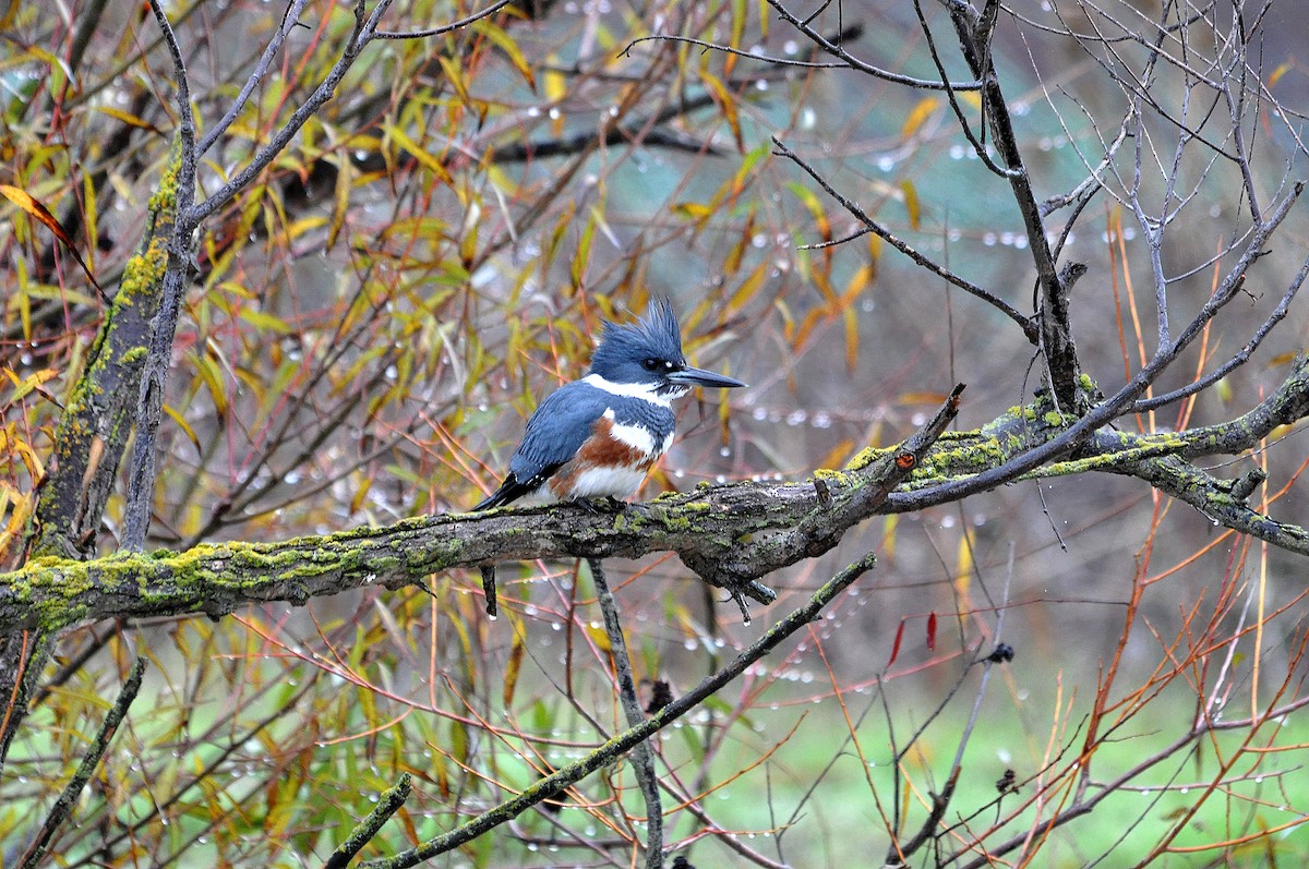 Belted Kingfisher - ML628026765