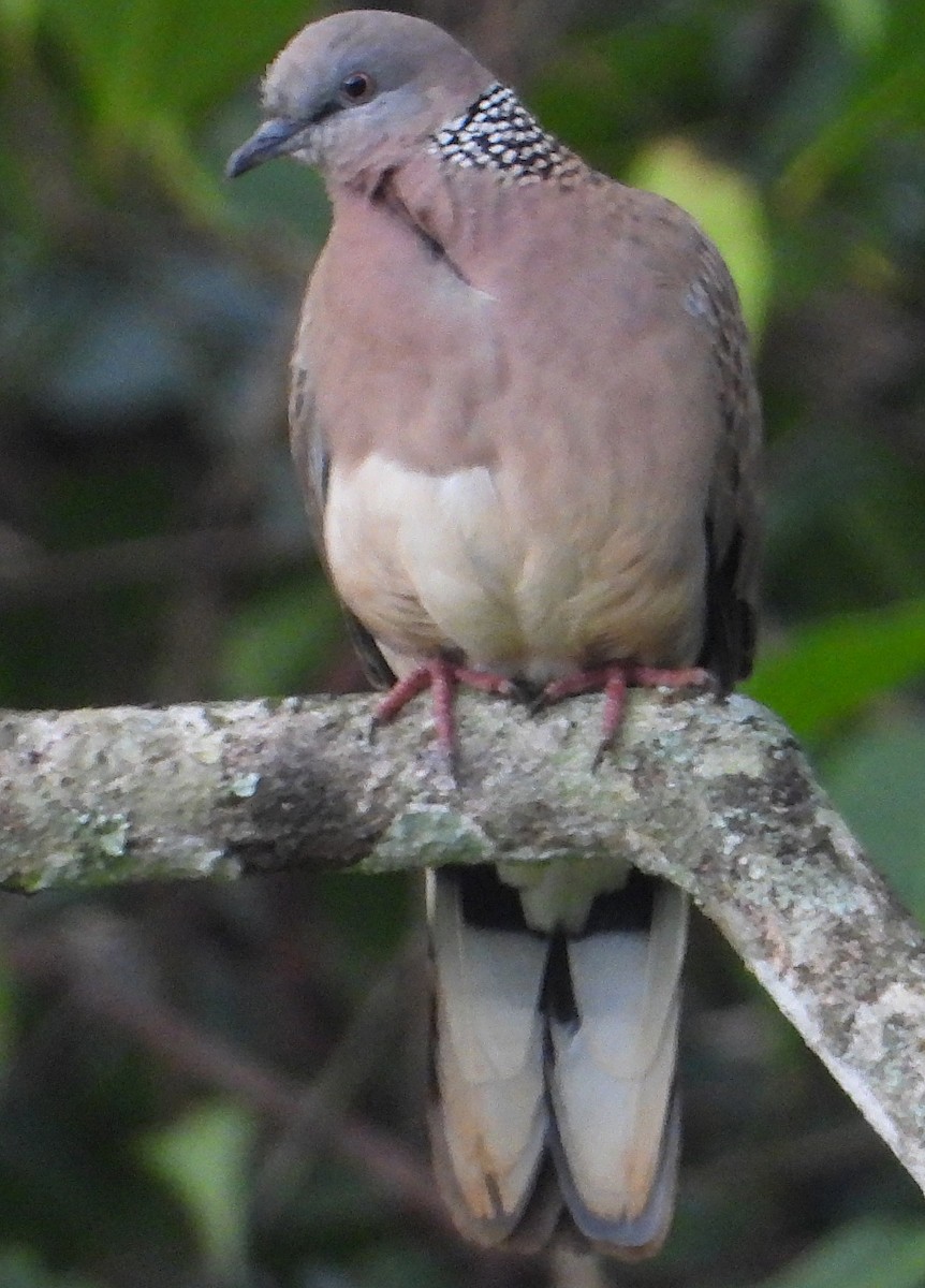 Spotted Dove - ML628026768