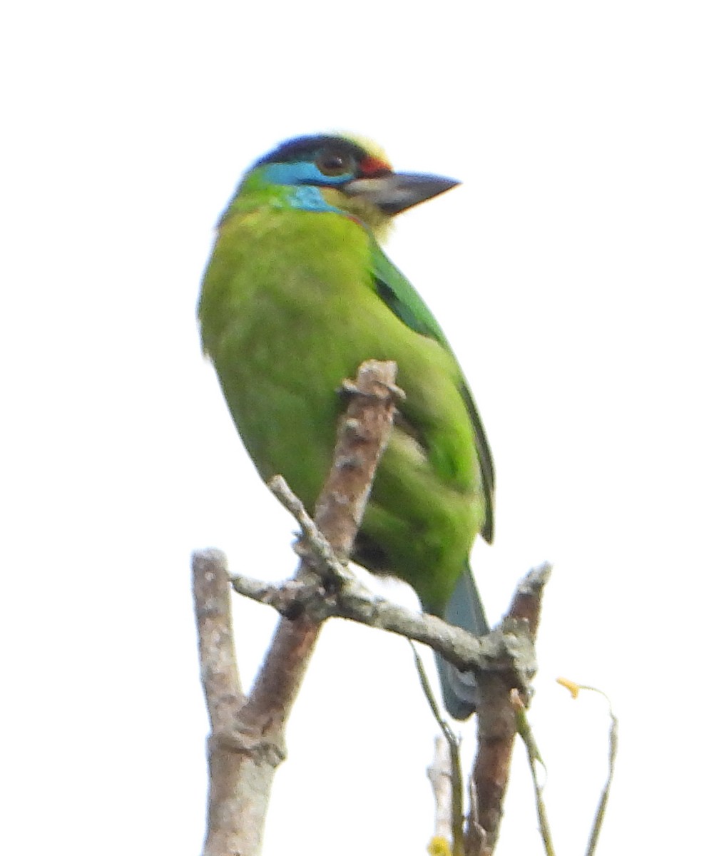 Indochinese Barbet - ML628026774