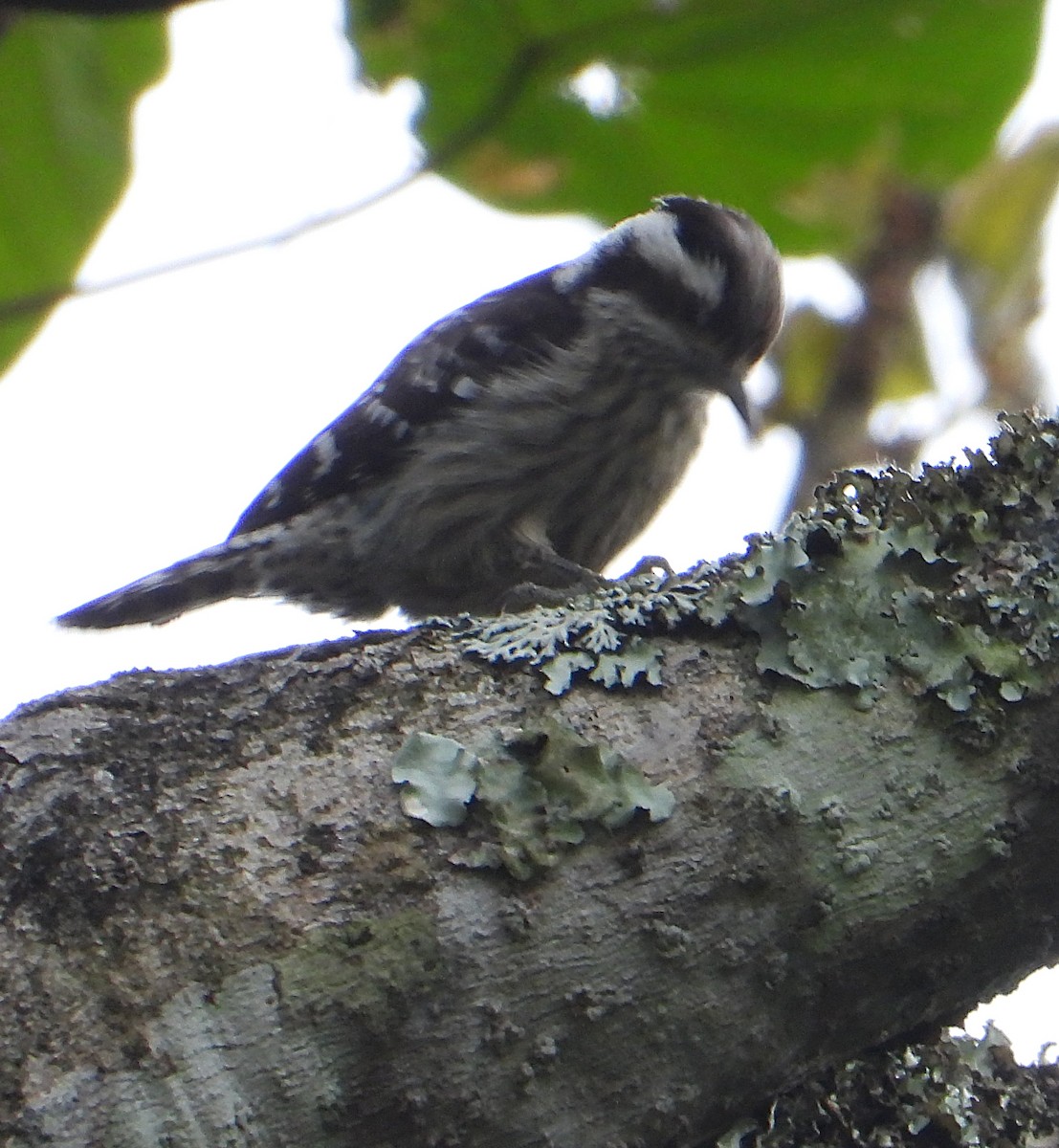 Gray-capped Pygmy Woodpecker - ML628026778