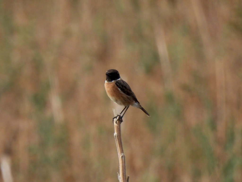 European Stonechat - ML628026779