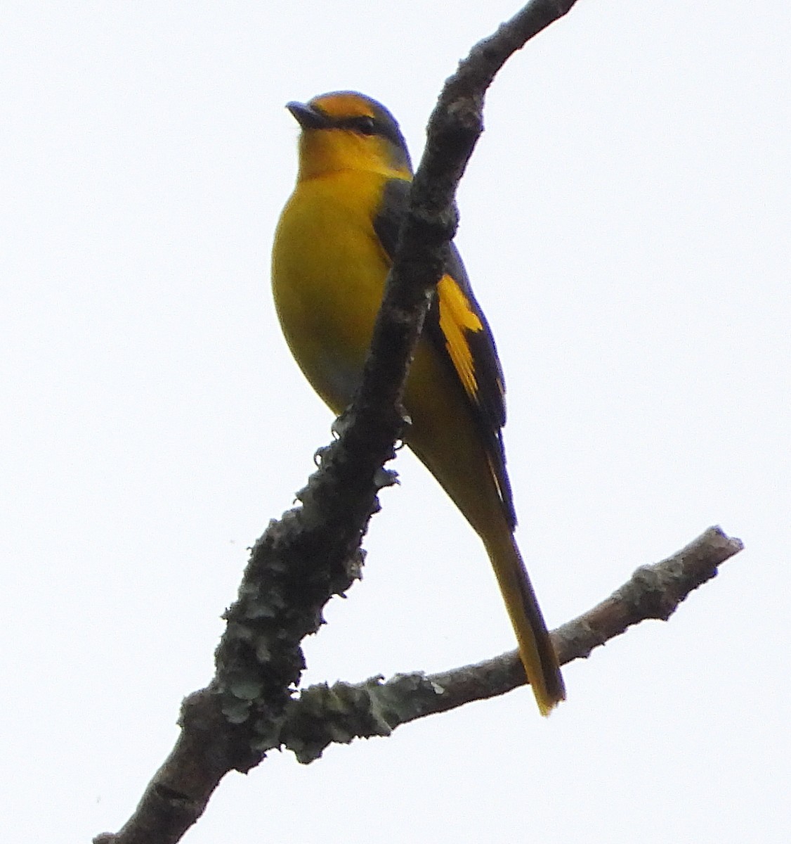 Long-tailed Minivet - ML628026780