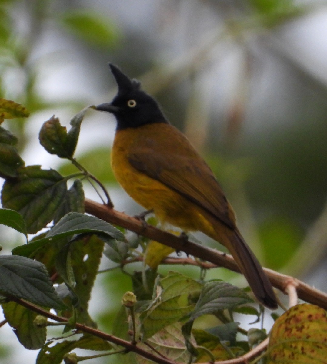 Black-crested Bulbul - ML628026784