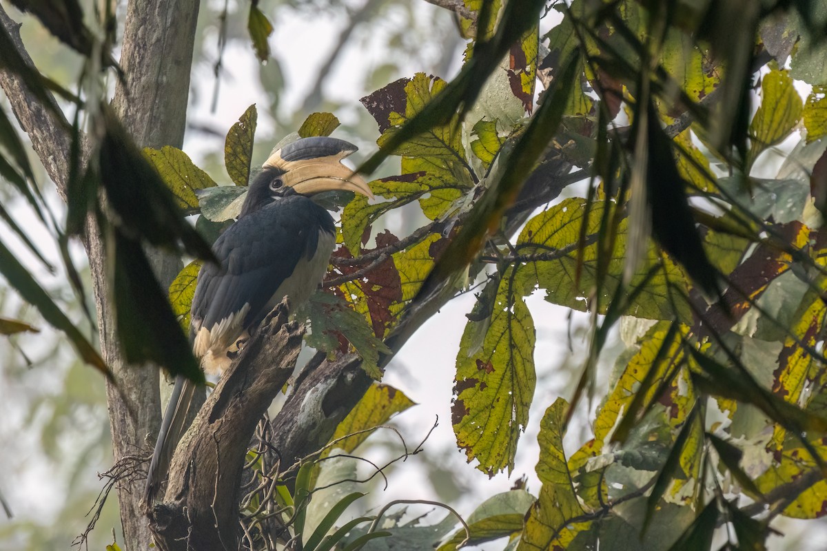 Malabar Pied-Hornbill - ML628026785