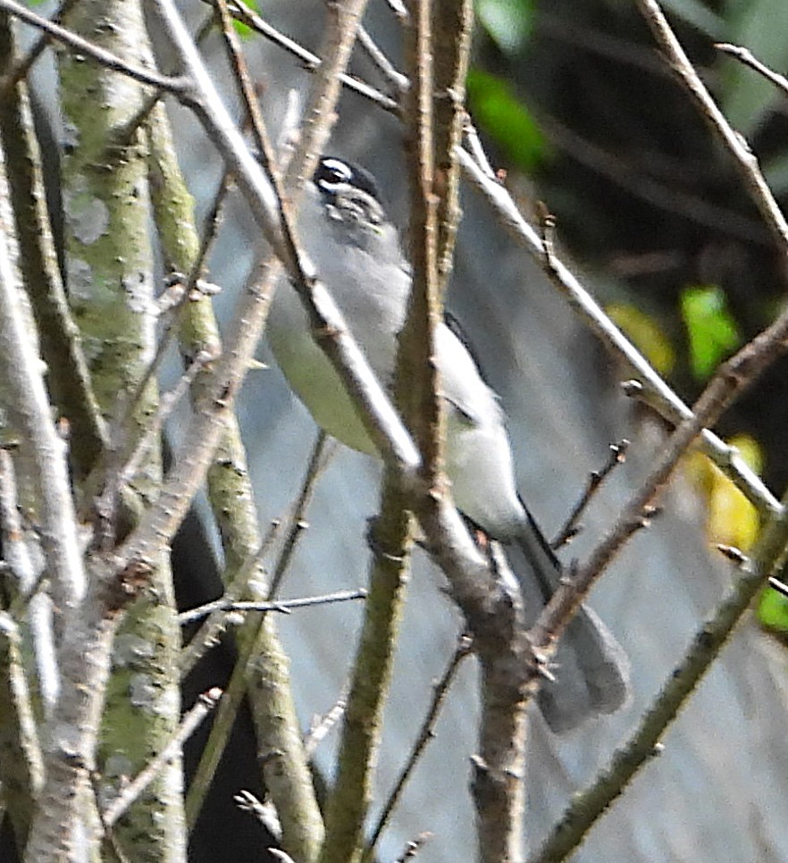 Black-headed Sibia (Lang Bian) - ML628026787