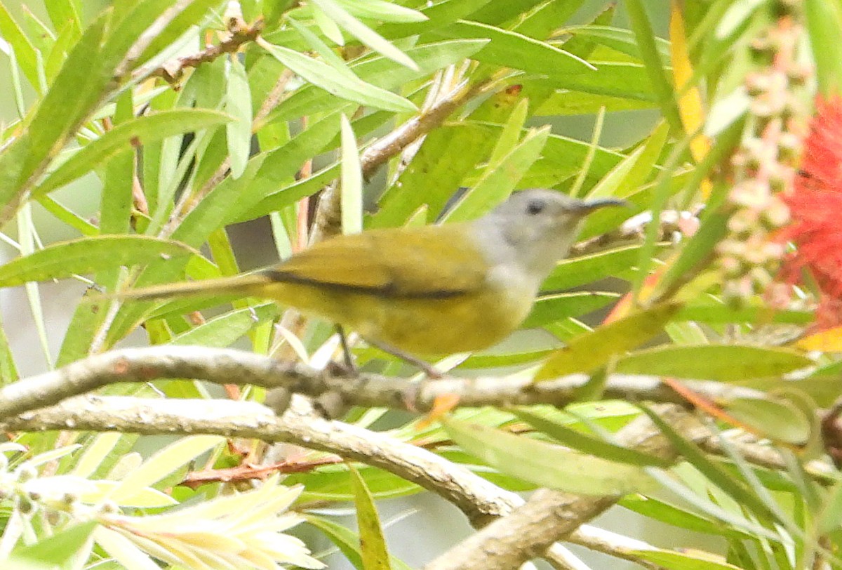 Mrs. Gould's Sunbird - ML628026790