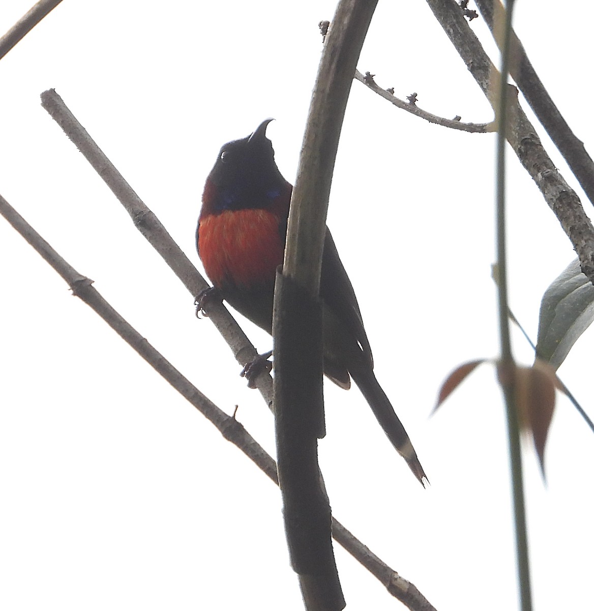 Black-throated Sunbird (Dalat) - ML628026791