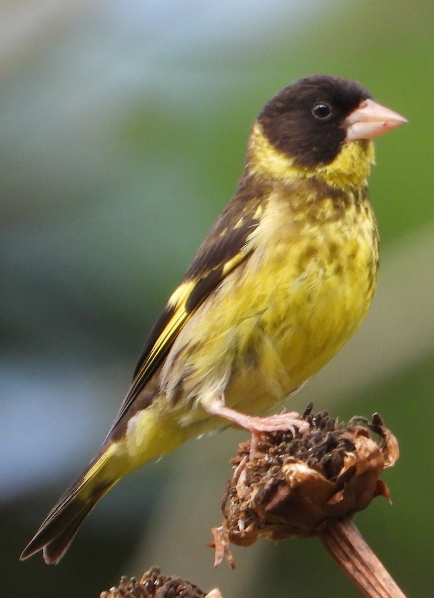 Vietnamese Greenfinch - ML628026794