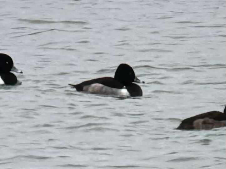 Ring-necked Duck - ML628026827