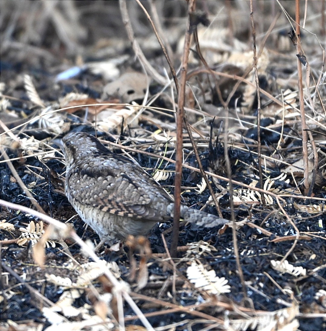 Eurasian Wryneck - ML628026844