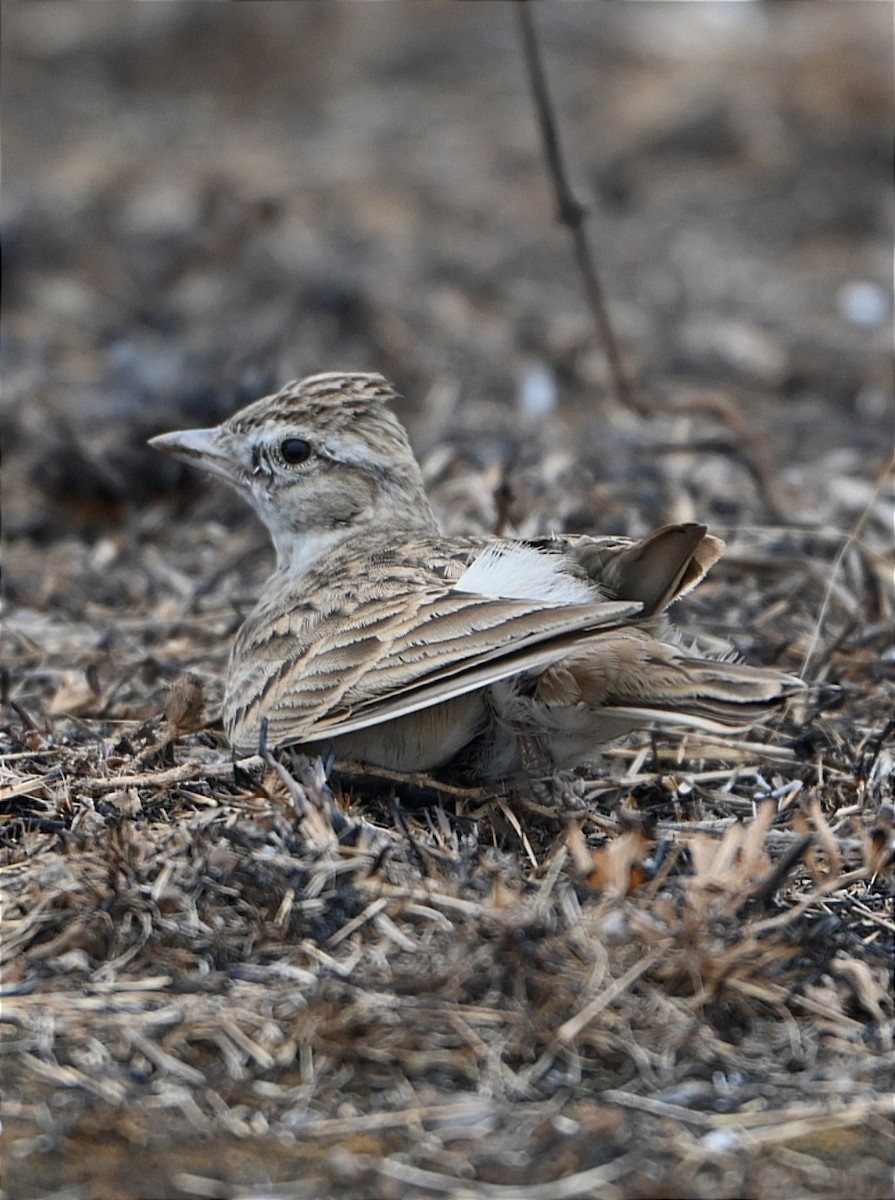 Mongolian Short-toed Lark - ML628026849