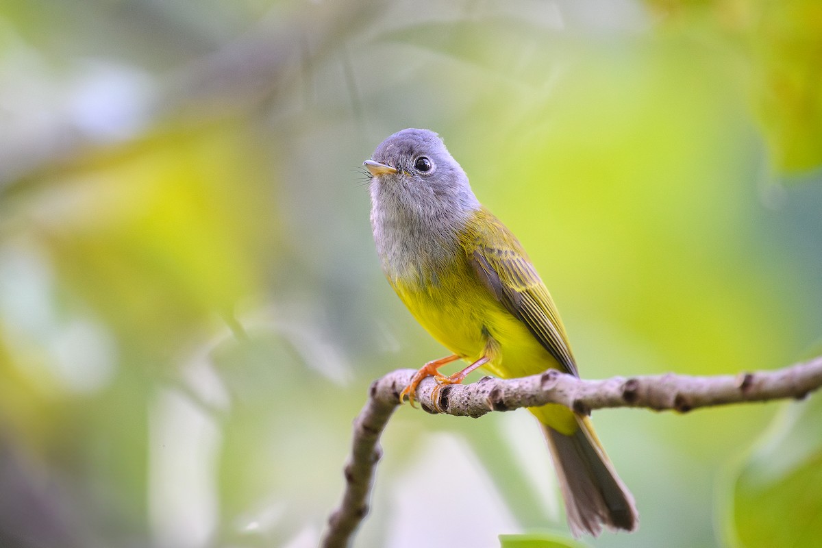 Gray-headed Canary-Flycatcher - ML628026880