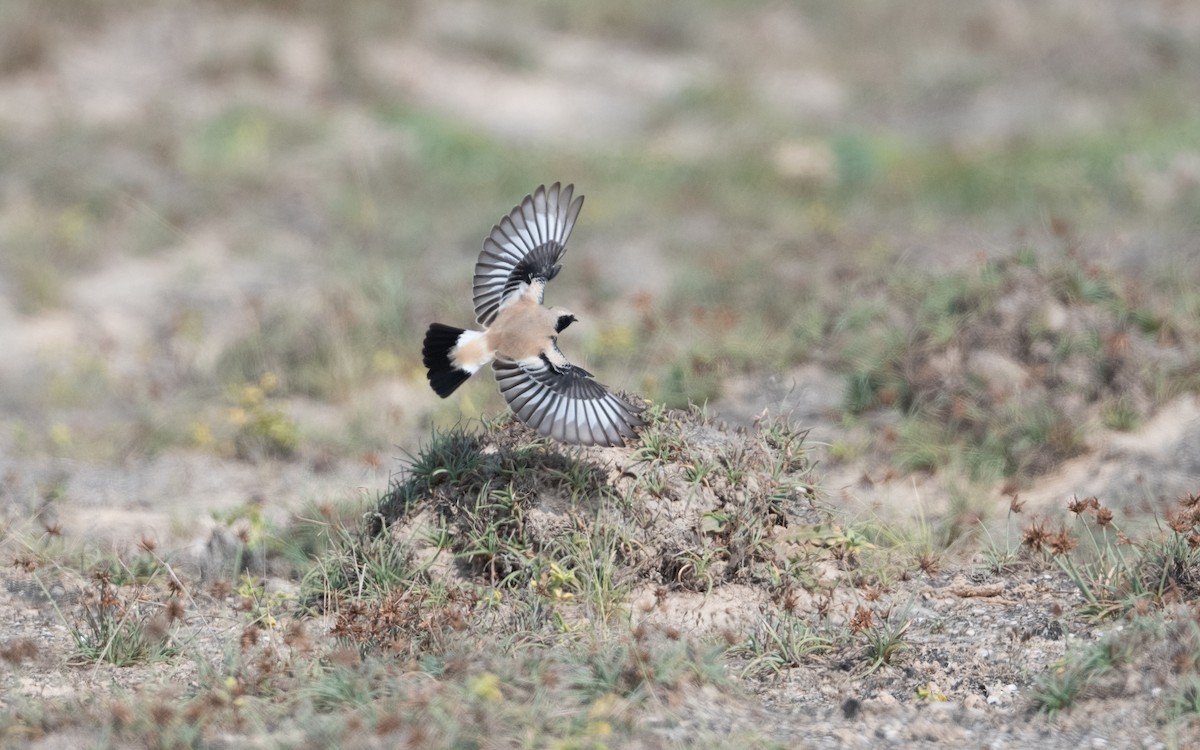 Desert Wheatear - ML628026881