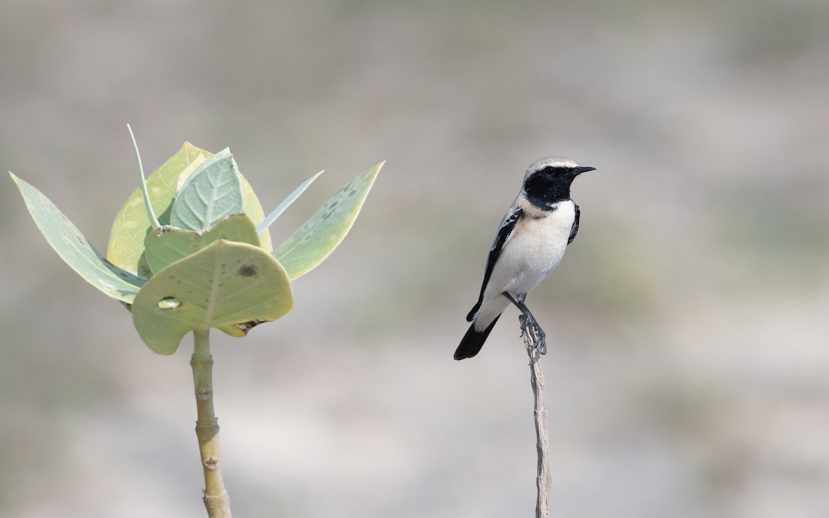 Desert Wheatear - ML628026882