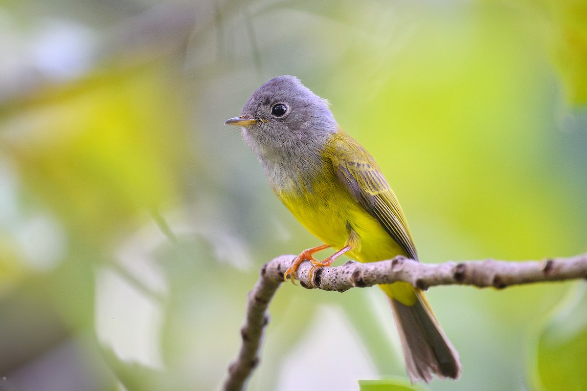 Gray-headed Canary-Flycatcher - ML628026907