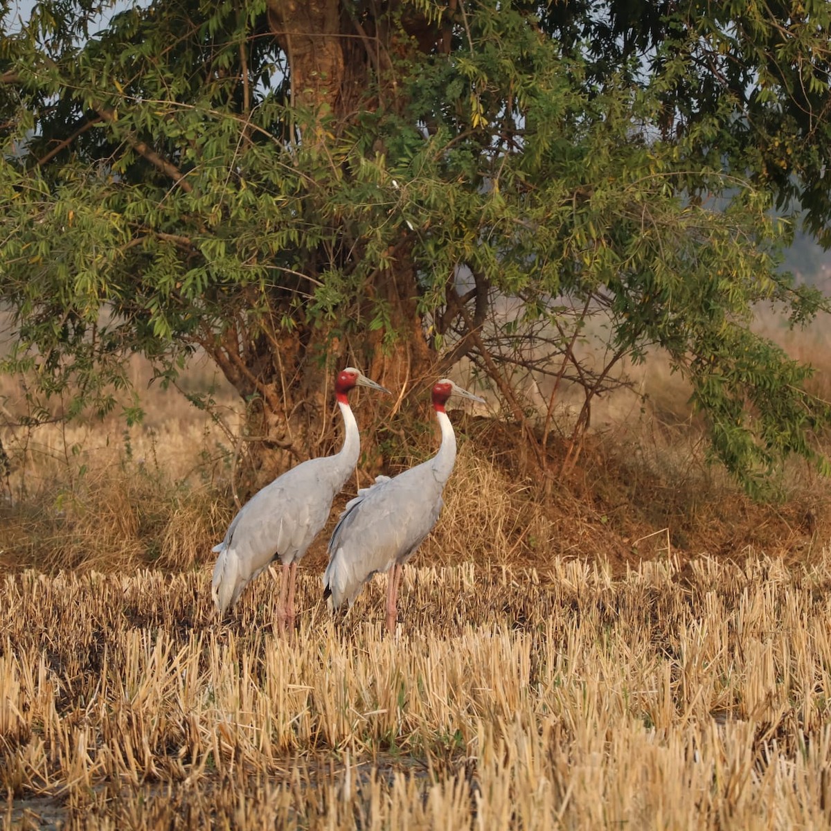 Sarus Crane - ML628026930
