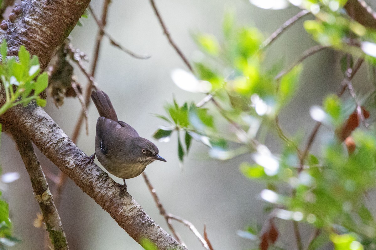 Tasmanian Scrubwren - ML628026997