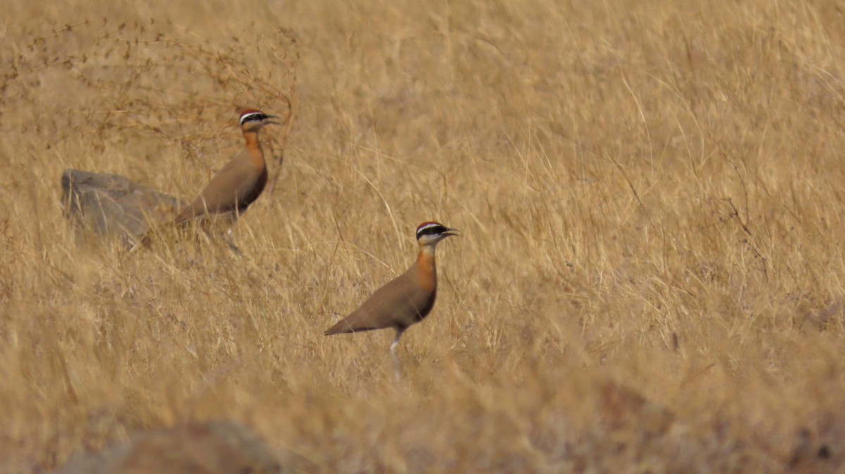 Koromandelrennvogel - ML628027169