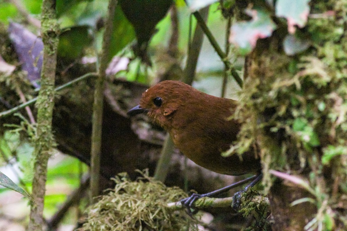 Chestnut Antpitta - ML628027172