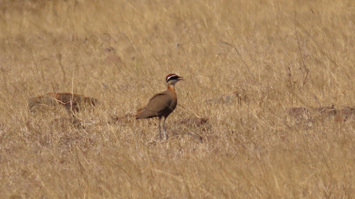 Koromandelrennvogel - ML628027198