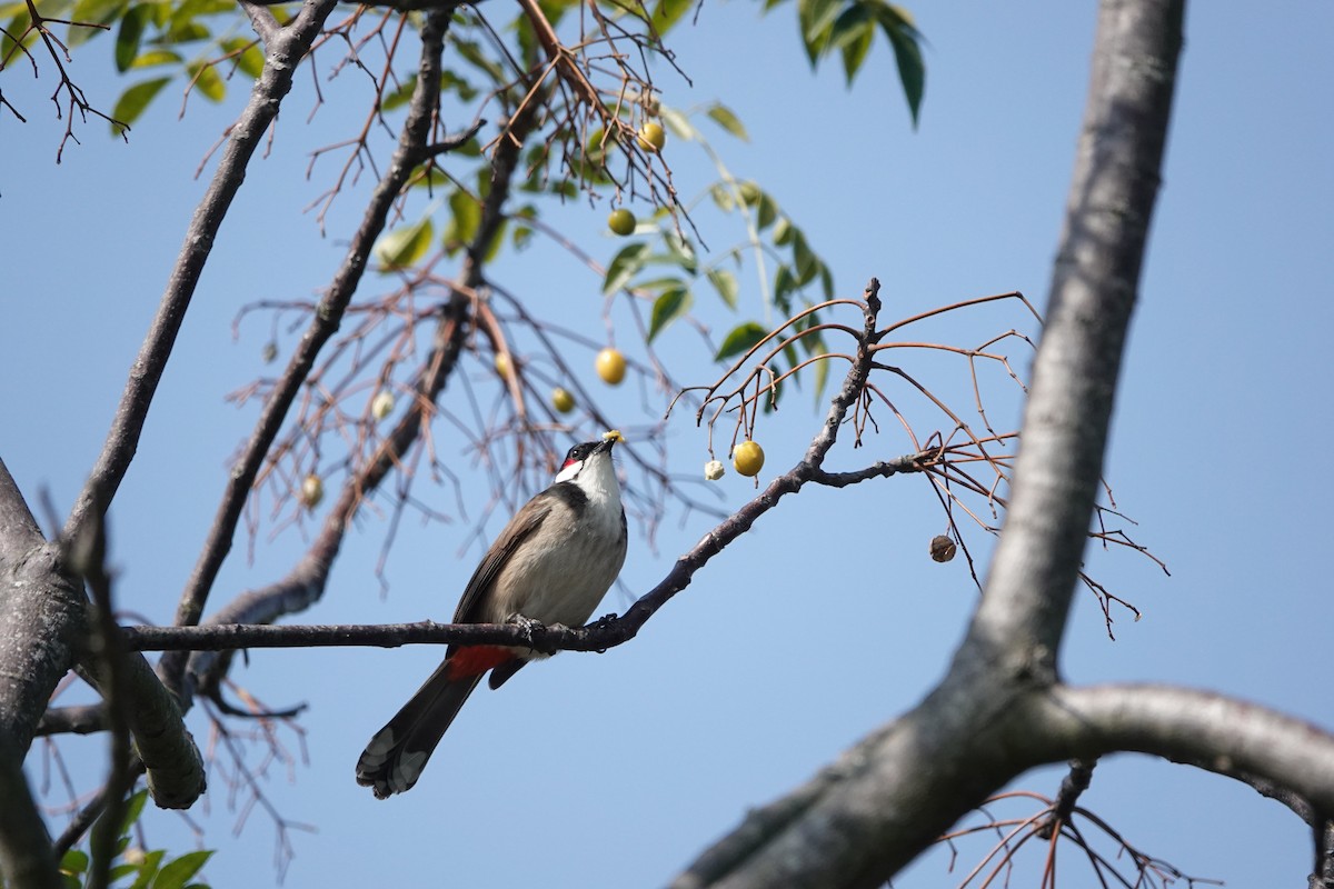 Red-whiskered Bulbul - ML628027229