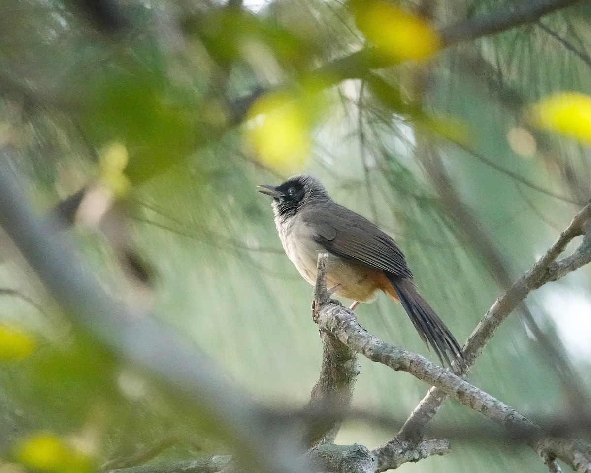 Masked Laughingthrush - ML628027233