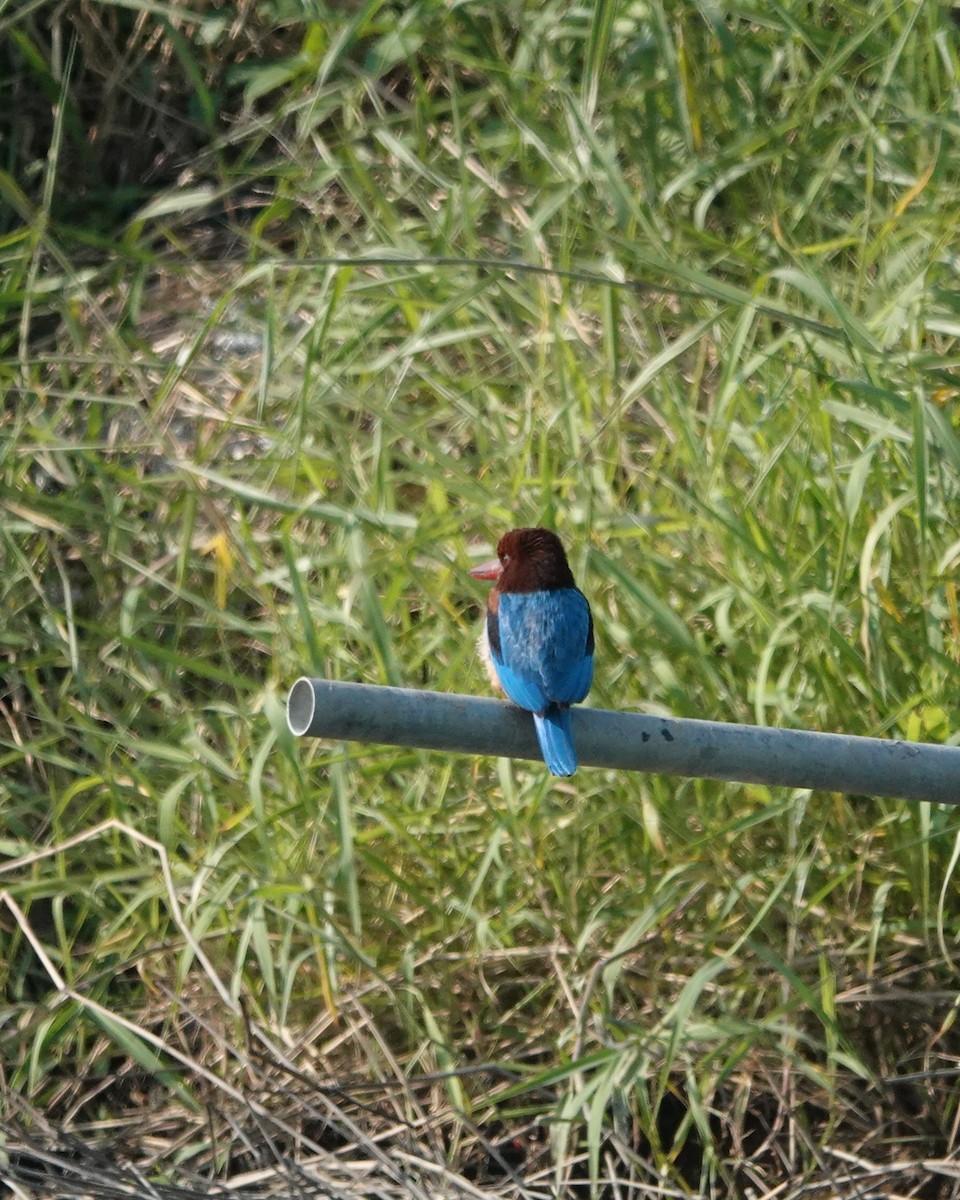 White-throated Kingfisher - ML628027252