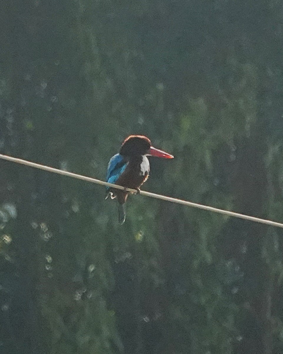 White-throated Kingfisher - ML628027253