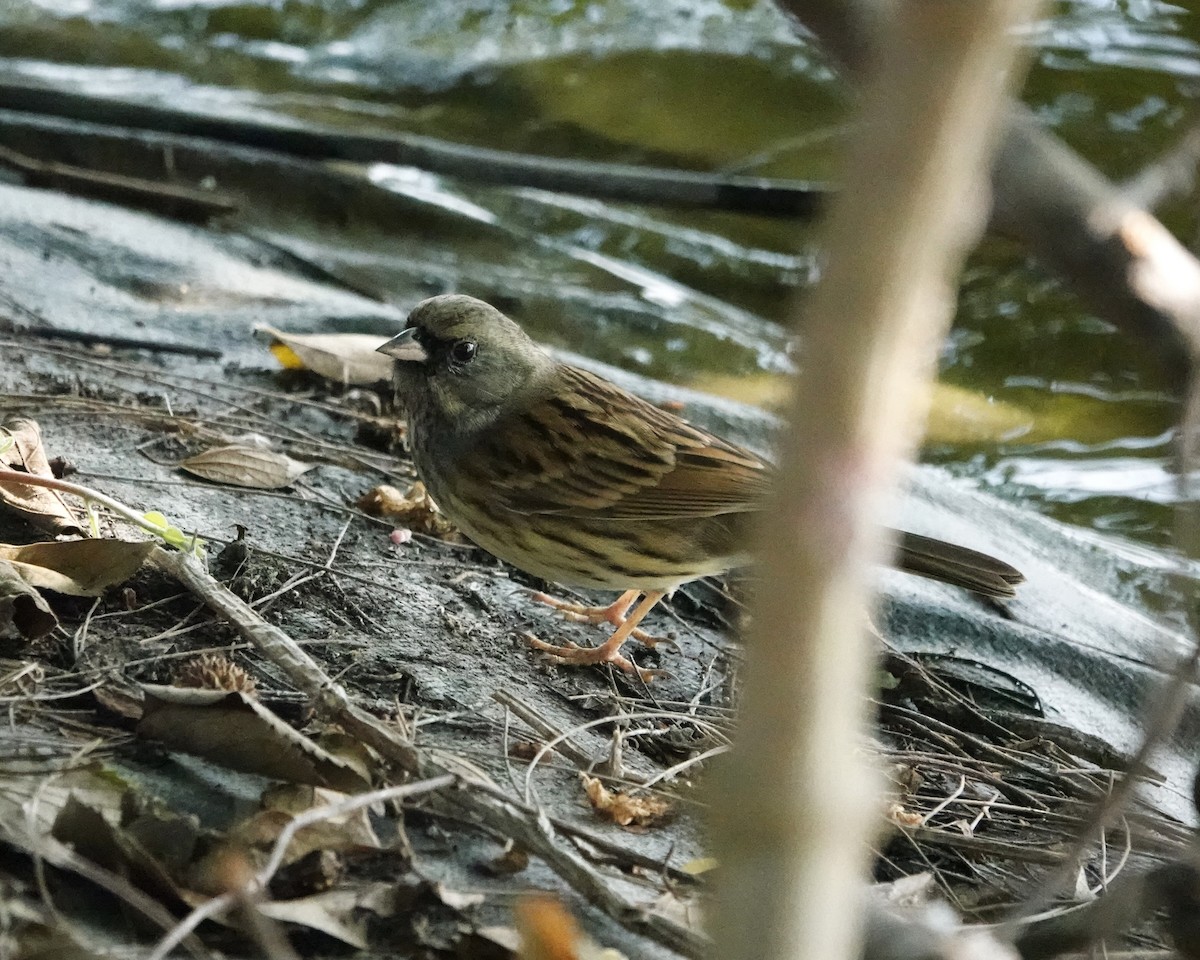 Black-faced Bunting - ML628027255