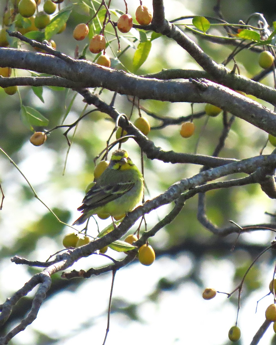 Yellow-fronted Canary - ML628027261