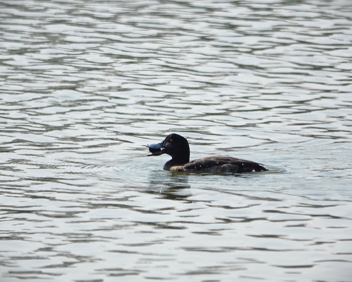 Tufted Duck - ML628027273