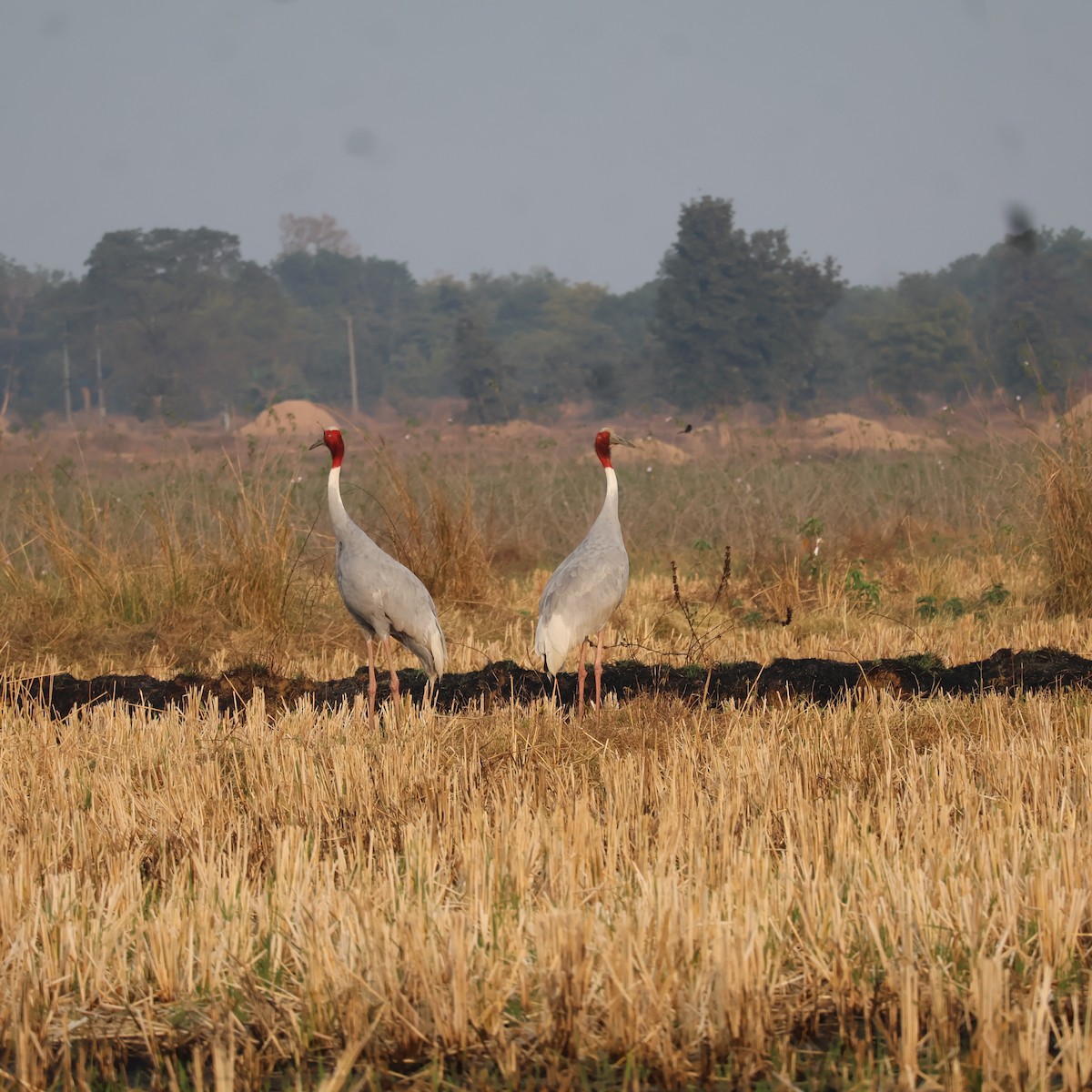 Sarus Crane - ML628027275